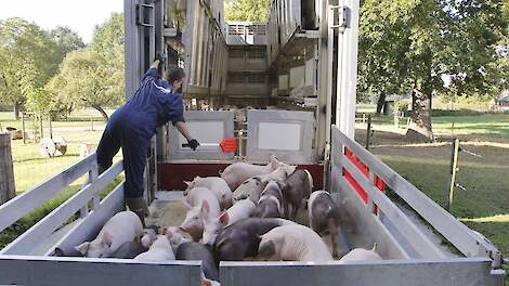 Export biggen daalt eerste kwartaal met 20 procent