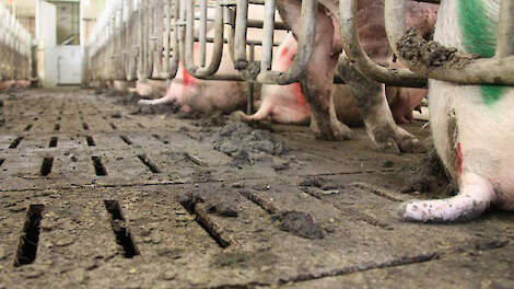 POV: ‘Varkenshouderij op koers voor halen mestplafonds’