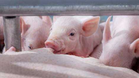 Hoe verlichting in de kraamstal groei van biggen beïnvloedt