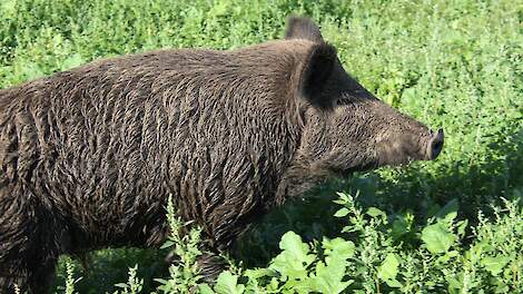 Aanzienlijke stijging AVP-besmettingen bij wilde zwijnen in maart