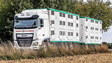 Geen diervervoer boven 30°C, verplichte stalkeuringen en cameratoezicht slachthuizen