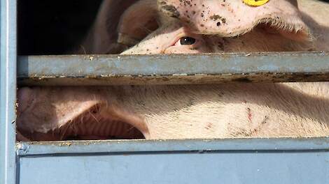 Analyse DCA: 'Overcapaciteit brengt varkensslachters in spagaat'