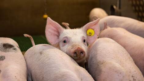 Van Loon waarschuwt: doel alle varkens ongecoupeerd nog ver weg