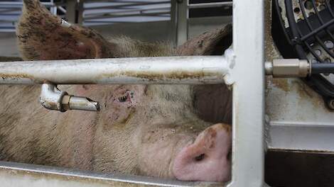 Advocaat test elektrische prikker op zichzelf tijdens zaak tegen varkenstransporteurs