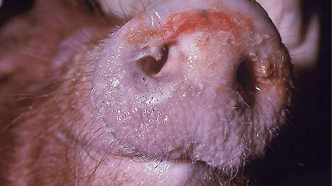 MKZ Cyprus treft nu ook varkensbedrijven: ruim 21.000 dieren geruimd