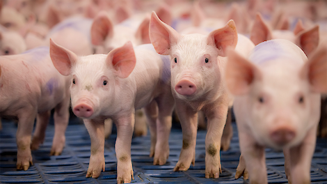 Meer PRRS, meer antibiotica