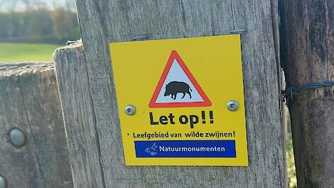 AVP: Binnen 10 maanden 13.500 wilde zwijnen in Sauerland-NRW afgeschoten