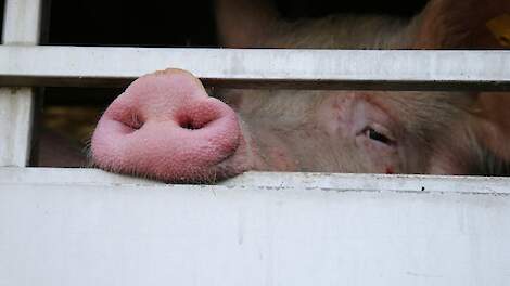 Streep door boete: geen bewijs dat varkens al voor transport ernstig gewond waren