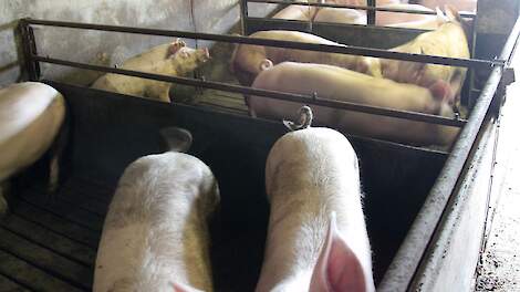 Ongecoupeerde varkens houden: meer kennis, meer uren, meer druk