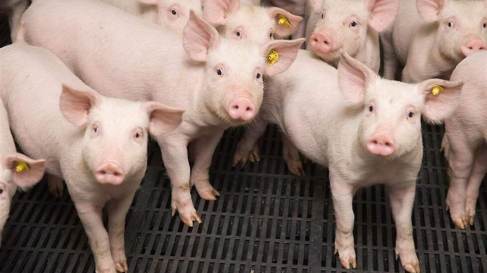 Varken bijt zelden in gezonde staart: focus op kleine wondjes loont