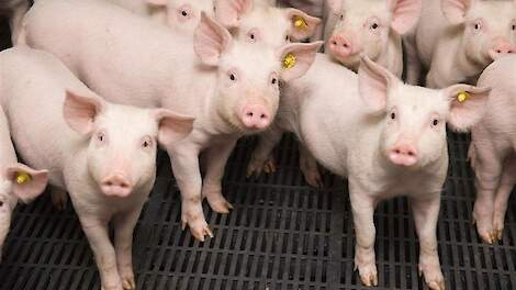Varken bijt zelden in gezonde staart: focus op kleine wondjes loont