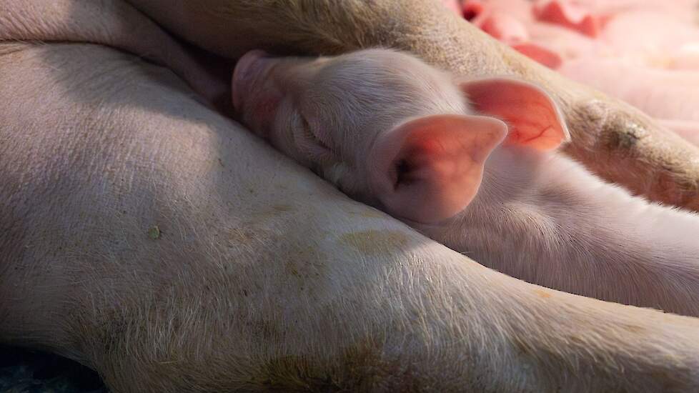 Braziliaanse kloonbig geboren: nieuwe stap naar xenotransplantatie