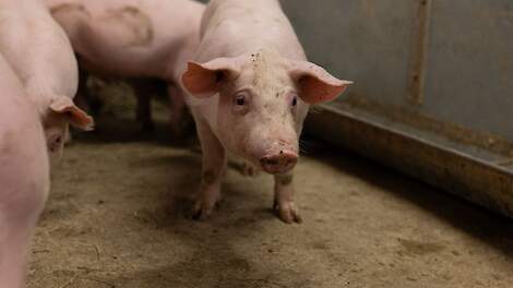 Boer vangt bot bij rechter: verbindingsgangen zijn geen dierenverblijf voor Lbv-subsidie