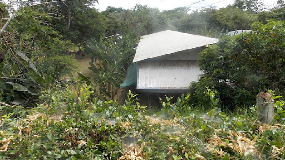 De keuze voor de Topigs-40 gelten is gebaseerd op de extreme omstandigheden waarin de dieren moeten presteren. In Costa Rica is het jaarrond tussen de 25 en 30 graden Celsius, maar hun dieren worden ook gehouden in Venezuela waar de temperatuur kan oplope