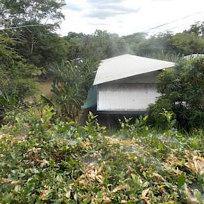 De keuze voor de Topigs-40 gelten is gebaseerd op de extreme omstandigheden waarin de dieren moeten presteren. In Costa Rica is het jaarrond tussen de 25 en 30 graden Celsius, maar hun dieren worden ook gehouden in Venezuela waar de temperatuur kan oplope