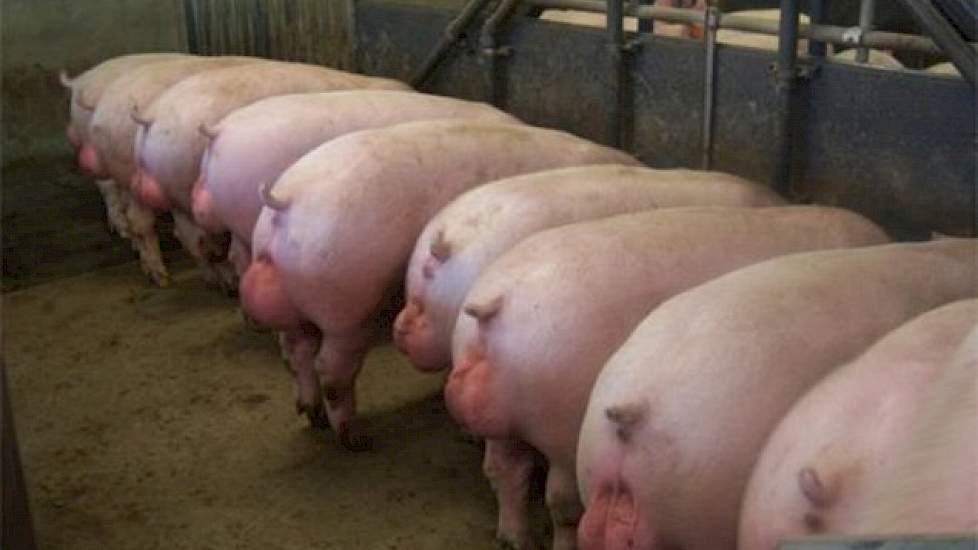 Winst Afleiden single NVV: 'Marktacceptatie leidend bij houden van beren' | Pigbusiness.nl -  Nieuws voor varkenshouders