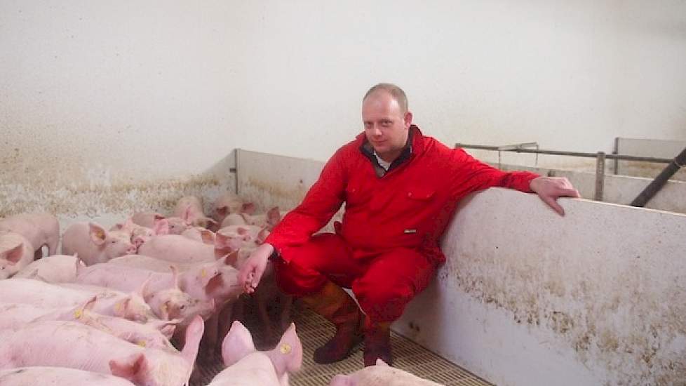 Zijn insteek is altijd geweest om een varken te produceren wat overal terecht kan. Om de varkens beter op de verschillende markten af te stemmen, zoekt hij zowel bij de voergeldstallen als op zijn eigen bedrijven de vleesvarkens voor de slachterij uit. „D