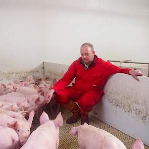 Zijn insteek is altijd geweest om een varken te produceren wat overal terecht kan. Om de varkens beter op de verschillende markten af te stemmen, zoekt hij zowel bij de voergeldstallen als op zijn eigen bedrijven de vleesvarkens voor de slachterij uit. „D