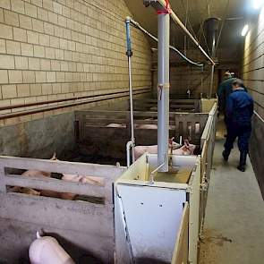 Voor Jan Schoenmakers staat elke woensdag in het teken van zijn Belgische varkensbedrijven. Hij bezoekt meerdere bedrijven om bij elke locatie een rondje door de stallen te maken en met de mensen op het bedrijf de gang van zaken te bespreken. Zijn eigen B