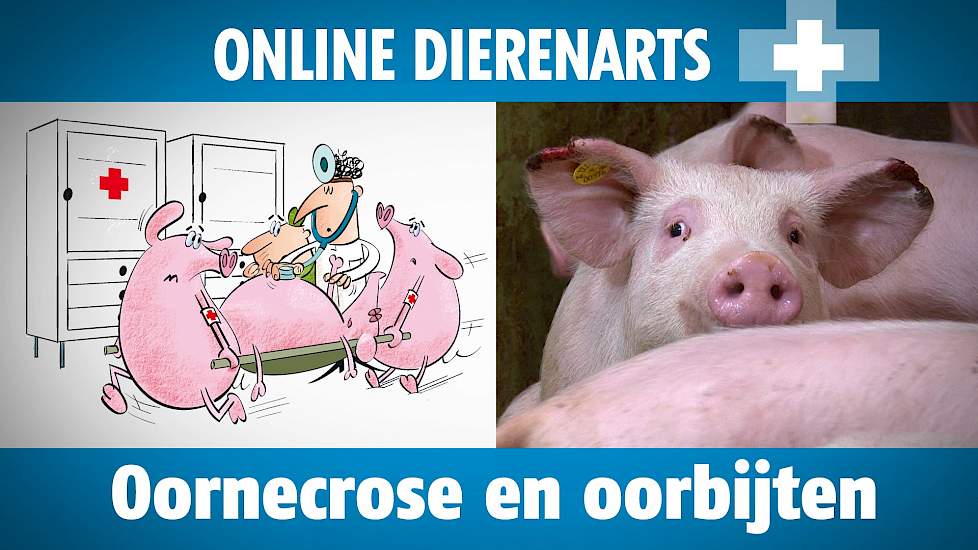 Online Dierenarts: Oornecrose en oorbijten