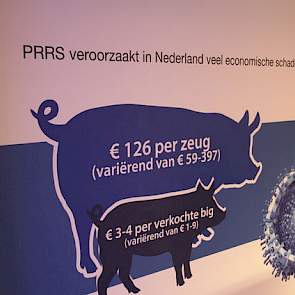 „Bij biggen veroorzaakt PRRS problemen met de longen en bij zeugen en gelten problemen met het reproductieapparaat. Daarom hebben we twee vaccins ontwikkeld”, legt Diana de Rooij Public Affairs Manager bij Boehringer Ingelheim uit. De bezoekers konden in