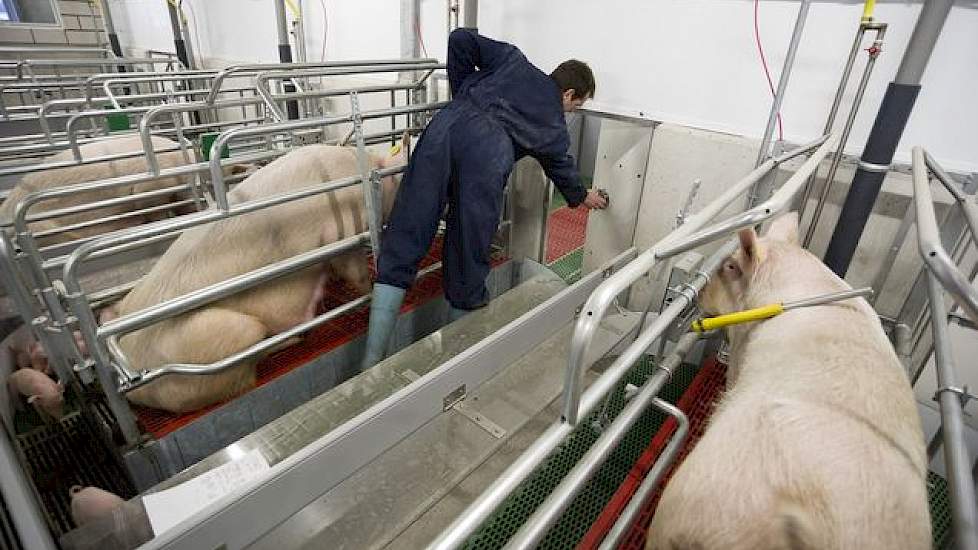 Koen Wouters Blikt Terug Op Zijn Gedurfde Stal Pigbusiness Nl Nieuws Voor Varkenshouders