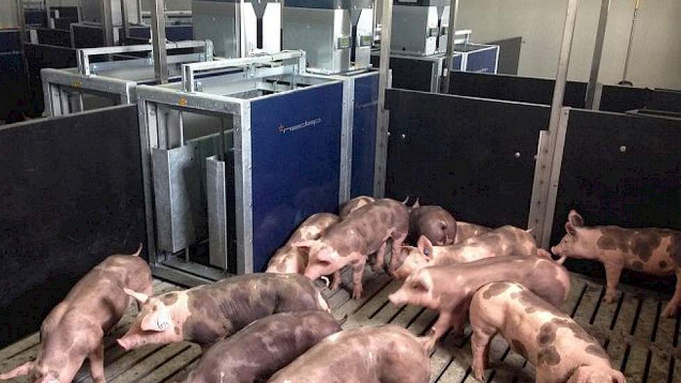 In de voertrog ligt altijd tussen de 200 en 500 gram voer. Doordat het voertroggewicht continu gemonitord wordt, kan de installatie bepalen hoeveel elk dier aan voer opneemt. Bij het ingaan van de installatie meet de installatie meteen het lichaamsgewicht