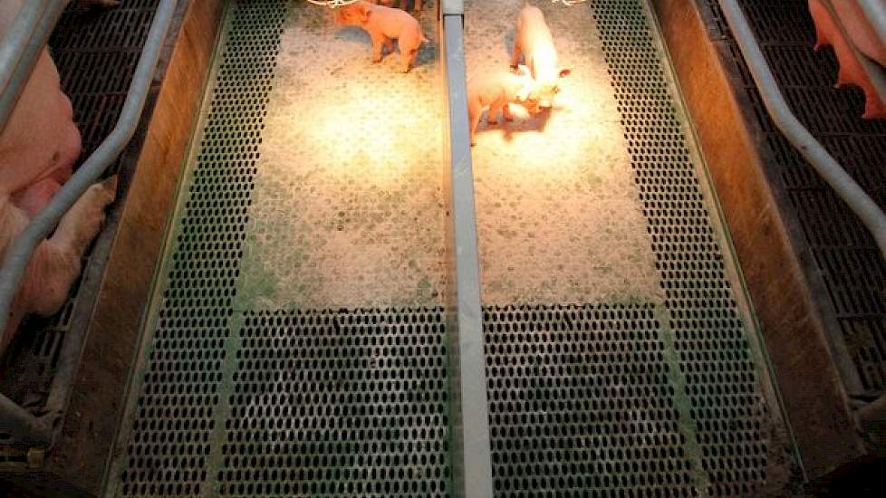 Ook in zijn nieuwe stal gaat Backus biggenlampen toepassen. Hij gaat dat combineren met onderkruipen. De biggennesten krijgen dus geen dure  vloerverwarming. Het oppervlak van het biggennest wordt bovendien vergroot tot 0,9 vierkante meter.