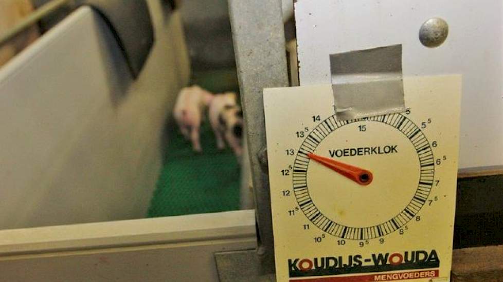 Kraamzeugen en de biggen worden met de hand gevoerd. Een plastic kaart met een voerklok zorgt dat eigenlijk iedereen het juiste aantal kilo’s voer in de trog kan scheppen. Ruth besteedt extra aandacht aan de droogvoerkwaliteit.