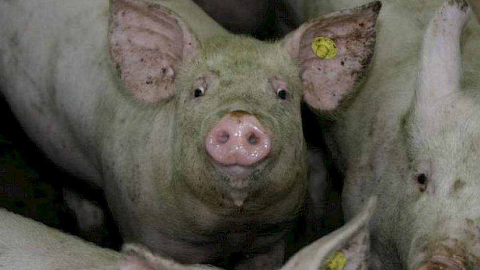 In het eerste half jaar van 2016 zijn, voor zover bekend bij de Gezondheidsdienst voor Dieren (GD), vijftien varkensbedrijven besmet geraakt met het PEDvirus. De meeste van deze met PED besmette bedrijven liggen in het oosten van Nederland en zijn bedrij
