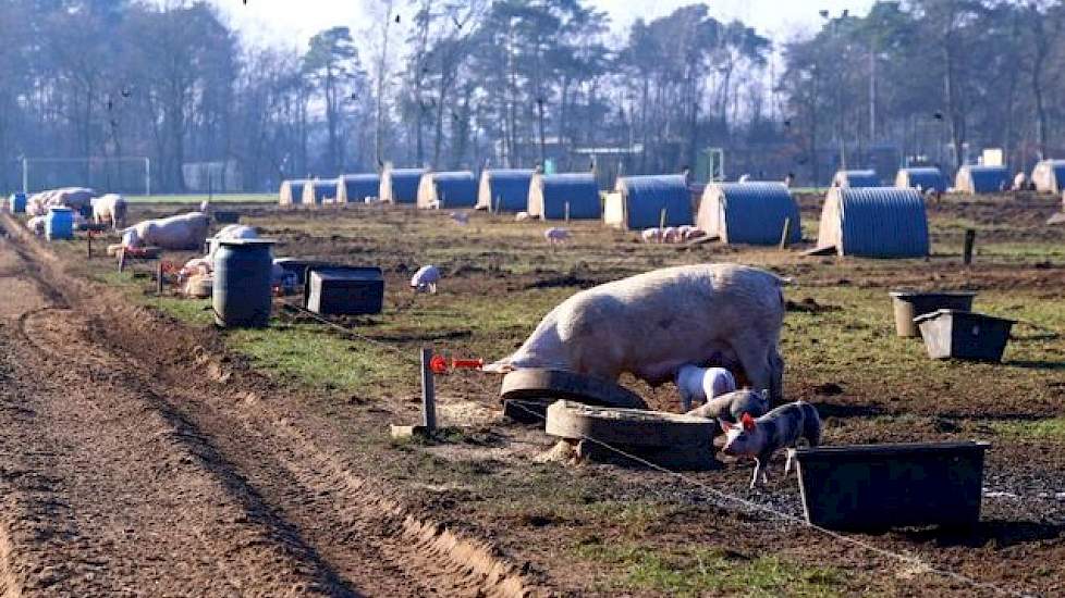 Opvallend zijn de driehonderd genummerde kraamhutten in de afgerasterde weitjes. Daarin scharrelen de zeugen en biggen rond. Sinds 2011 zijn er geen dieren meer aangevoerd op het bedrijf. En de laatste twee jaar is geen antibiotica meer gebruikt bij de ze