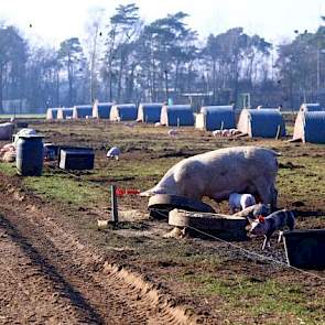 Opvallend zijn de driehonderd genummerde kraamhutten in de afgerasterde weitjes. Daarin scharrelen de zeugen en biggen rond. Sinds 2011 zijn er geen dieren meer aangevoerd op het bedrijf. En de laatste twee jaar is geen antibiotica meer gebruikt bij de ze