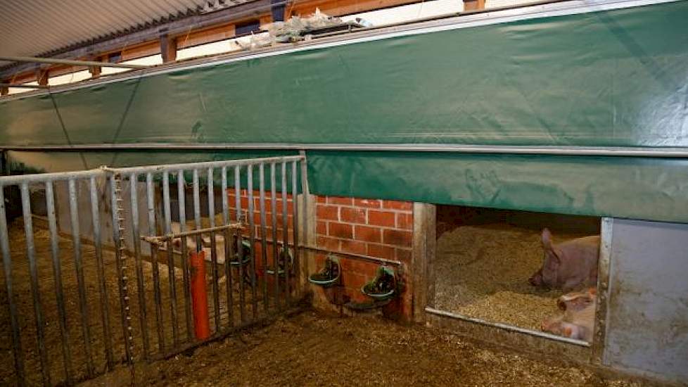 In de wachtstal liggen de zeugen knus onder een overdekking in een mengsel van houtspanen. Via een tunnel kunnen ze naar de uitloop. Dragende zeugen gaan ook in groepen de wei in.