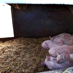 De rondgebogen uitvoering van zo’n geïsoleerde kraamhut bevalt vanwege het geringe volume het best. Hierin gaan de zeugen intuïtief in de lengterichting liggen. En dat is gunstig voor de biggen. De hutten hebben weersafhankelijk een dik bed van gerststro: