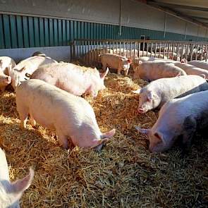 De uitloop van de wacht- en dekstal. De wachtstal heeft 24 afdelingen van elk zestien dieren. In de dekstal is een eenvoudig, maar vernuftig handbediend doorloopsysteem met hekken. Met twintig inseminatieboxen insemineren ze de honderd zeugen binnen één u