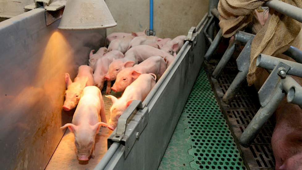 Zolang het nodig is plaatst Wolters gemakkelijk hanteerbare lage schotten in het kraamhok. Dat redt biggenlevens als de zeug na de eerste keren vreten zich pardoes laat vallen.