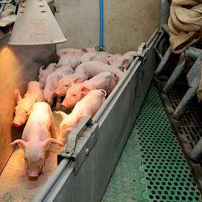 Zolang het nodig is plaatst Wolters gemakkelijk hanteerbare lage schotten in het kraamhok. Dat redt biggenlevens als de zeug na de eerste keren vreten zich pardoes laat vallen.