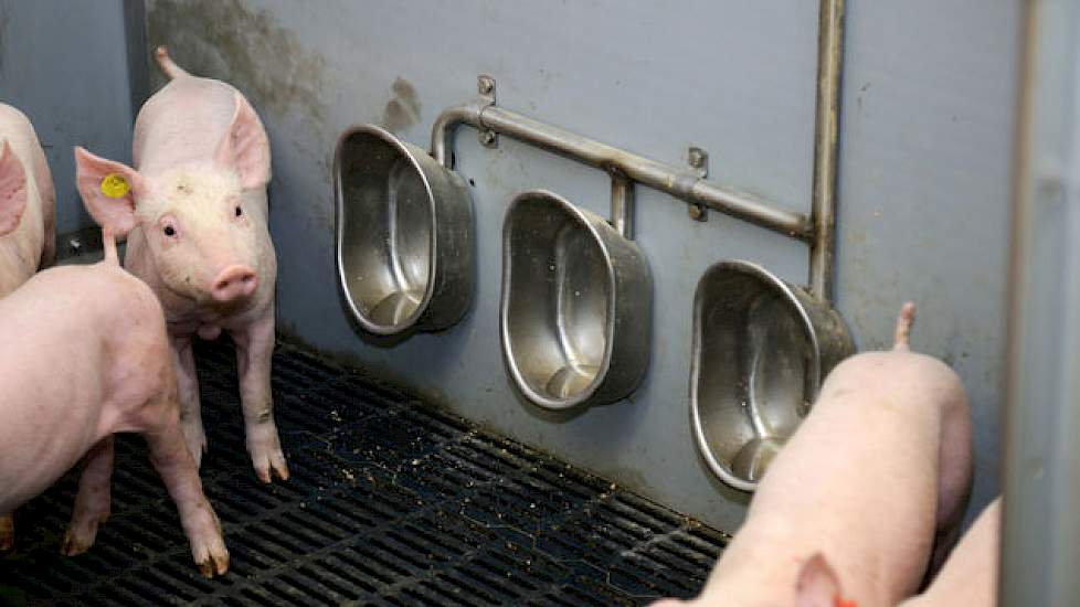 Wolters installeerde drie nieuwe drinkbakjes naast elkaar. Water is belangrijk! Tweemaal per jaar vindt inwendige controle van alle leidingen op het bedrijf plaats. Het (leiding)water wordt aangezuurd.