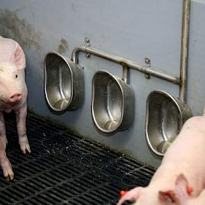 Wolters installeerde drie nieuwe drinkbakjes naast elkaar. Water is belangrijk! Tweemaal per jaar vindt inwendige controle van alle leidingen op het bedrijf plaats. Het (leiding)water wordt aangezuurd.