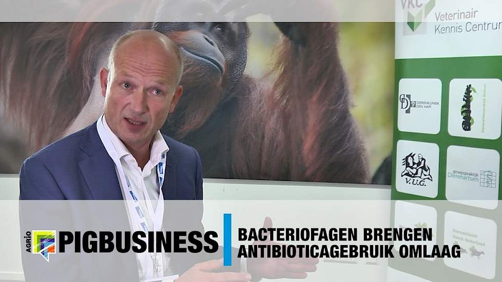 Bacteriofagen brengen antibioticagebruik omlaag - VKC Apenheul 2017 - Pig Business