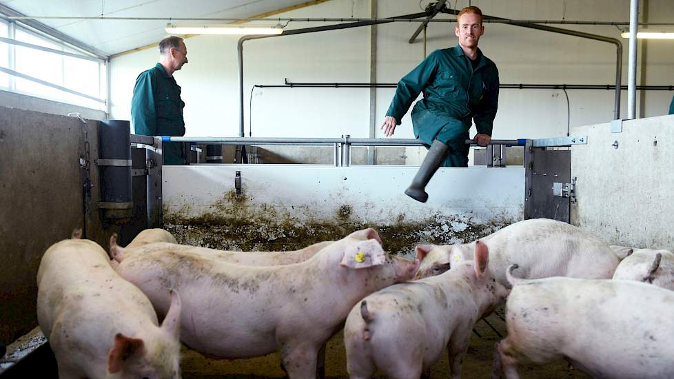 Boeren in de varkensstal