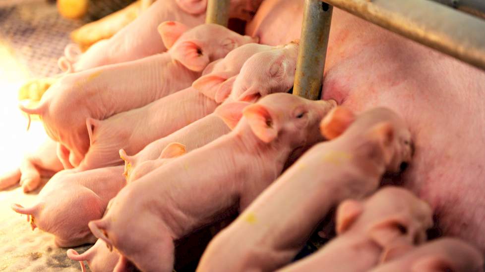 Varkens drinken melk bij de moeder