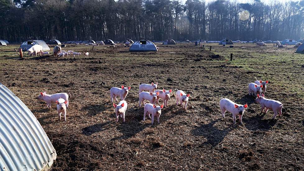 Biologische varkens buiten uitloop