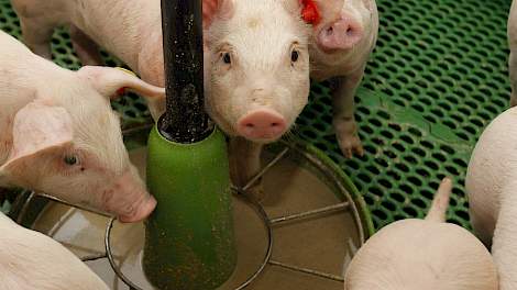 Thema Avond Gezondheid Thema Avond Pig Business Gezondheid Te Nederweert Eind Pigbusiness Nl Nieuws Voor Varkenshouders