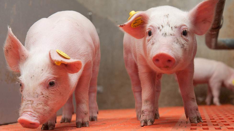Speendiarree voorkomen bij biggen