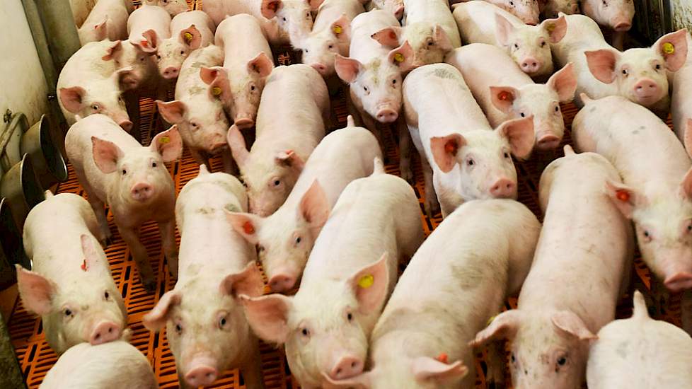 Varkens in een stal
