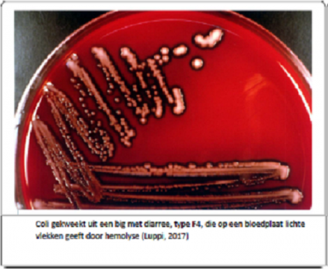 Coli gekweekt uit een big met diarree, type F4, die op een bloedplaat vlekken geeft door hemolyse.