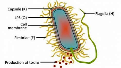 Verschillende antigene structuren op de Coli bacterie
