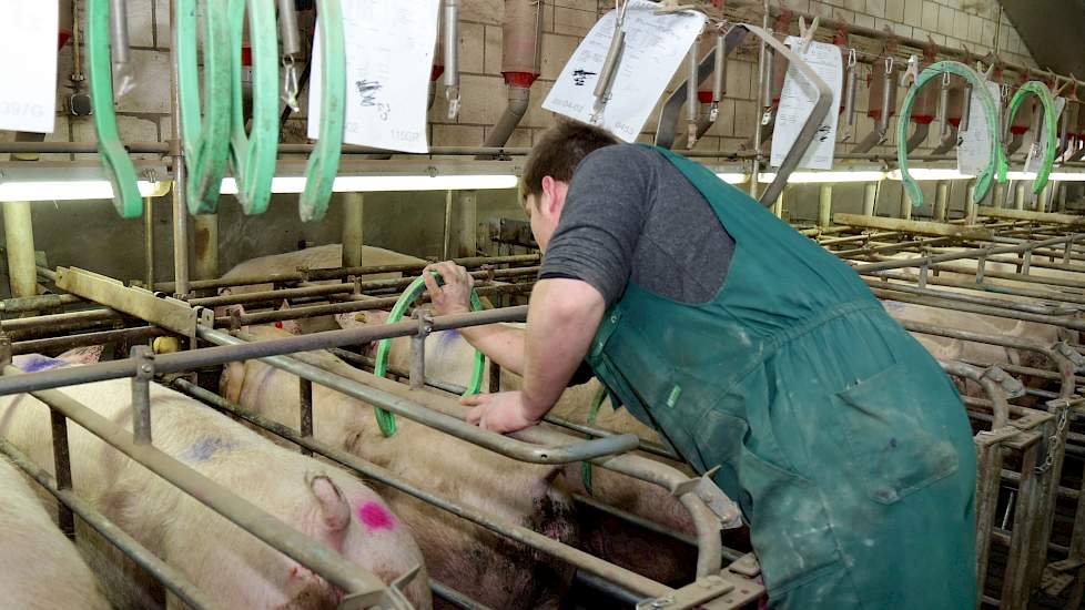 medewerker varkenshouderij