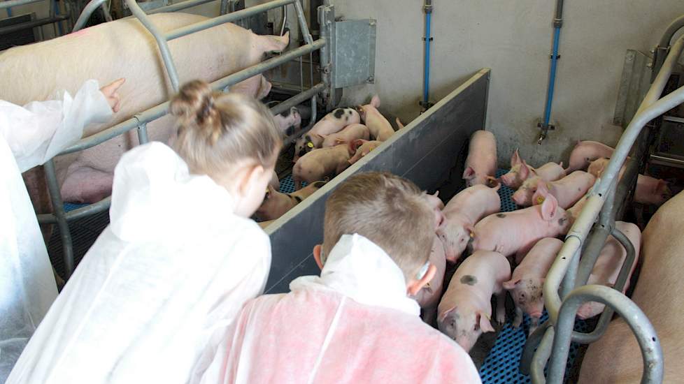 Op school hebben de kinderen al héél veel info gekregen. Ze proberen te schatten hoeveel meer de biggen op de foto dan de anderhalve kilo bij hun geboorte wegen. Ze wisten ook al dat er voerbakjes na tien dagen in het hok komen.